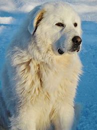 Image result for What Does a Great Pyrenees Broken Tail Look Like