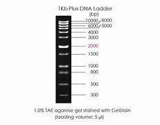 Image result for Sample 1Kb Plus DNA Ladder