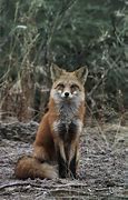 Image result for Red Fox Aesthetic