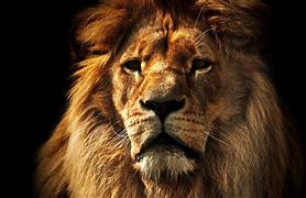 Image result for 1980X1080 Lion