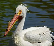 Image result for Pelican Menacing