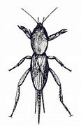 Image result for Mole Cricket Drawing