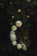 Image result for White Roses Surface Pro 7 Wallpaper