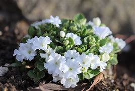 Image result for Primula x loiseleurii Aire Mist