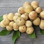 Image result for Lanzones Fruit