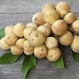 Image result for Lanzones Fruit Philippines