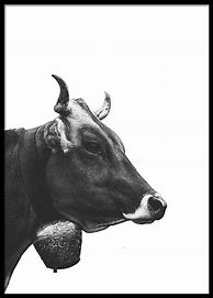 Image result for Bull Poster