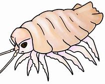 Image result for Isopod Drawing