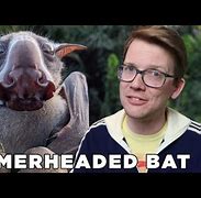 Image result for What Do Bats Eat