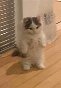 Image result for Munchkin Cat Standing Meme
