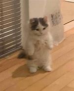 Image result for Cat Stand Meme