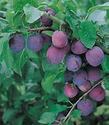 Image result for Prunus domestica Reine Claude Violette