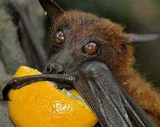Image result for Bats Finding Its Food