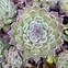 Image result for Sempervivum Zundflamme