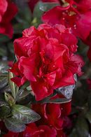 Image result for Rhododendron Autumn Fire