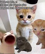 Image result for White Cat Good Luck Meme