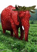 Image result for Zookeeper Elephant