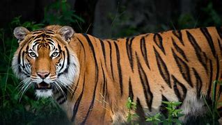 Image result for World Tiger Parjati