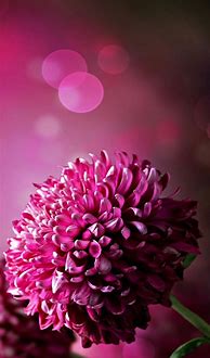 Image result for Floral Flowers Wallpaper Phone