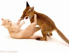 Image result for Fox and a Cat Snuggling