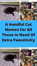 Image result for Customer Service Cat Meme