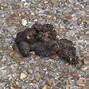 Image result for What Does Hedgehog Poop Look Like