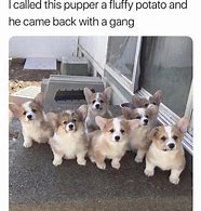 Image result for Wholesome Corgi Memes