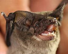 Image result for Mexican Free-Tailed Bat