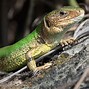 Image result for Lacerta Viridis Green