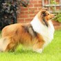 Image result for Cute Fluffy Dog Breeds