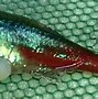 Image result for Fish Eye Skin Infection