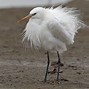 Image result for Egretta eulophotes