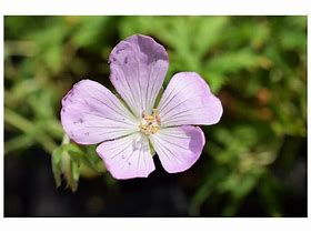 Image result for Geranium clarkei Kashmir Pink