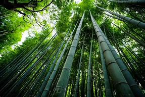 Image result for Fast Growing Bamboo