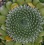 Image result for Orostachys spinosa