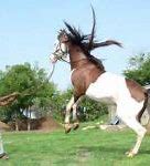 Image result for India Horse Breeds