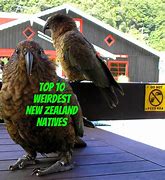 Image result for Weird New Zealand Animals