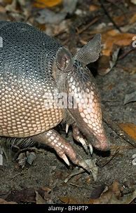 Image result for Florida Armadillo