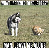 Image result for Dog Humor Memes