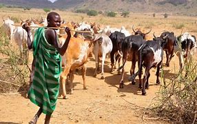 Image result for Cattle Raiders
