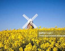 Image result for Netherlands Windmills Halaneker Killers Hill