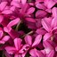 Image result for Rhodohypoxis baurii Apple Blossom