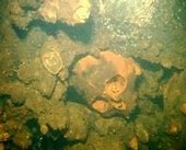 Image result for Sunken Ship Bodies