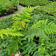 Bildergebnis für Dryopteris wallichiana Jurassic Gold