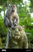Image result for Macaque Monkey Eating