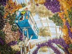 Image result for     Louise Law