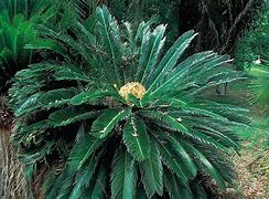Image result for Cycad