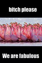 Image result for Funny Flamingo Memes