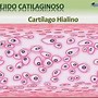 Image result for cartilagiboso