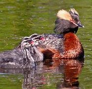 Image result for Podiceps auritus